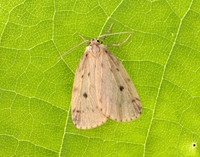 72.037 BF2035 Round-winged Muslin Thumatha senex