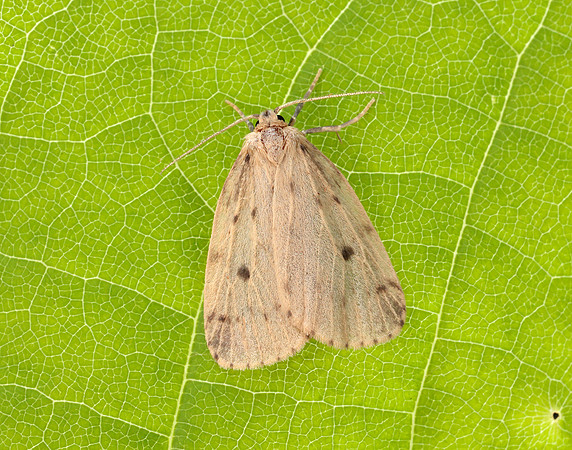 72.037 BF2035 Round-winged Muslin Thumatha senex