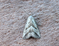72.060 BF2485 Marsh Oblique-barred Hypenodes humidalis