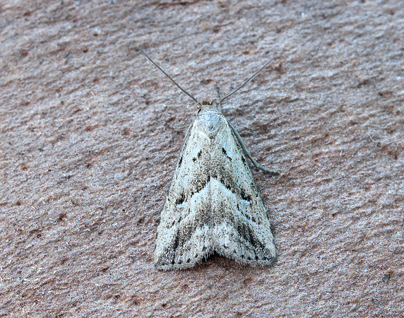 72.060 BF2485 Marsh Oblique-barred Hypenodes humidalis
