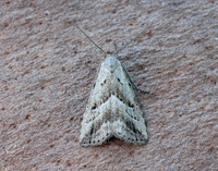 72.060 BF2485 Marsh Oblique-barred Hypenodes humidalis