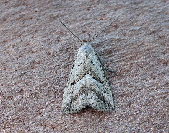 72.060 BF2485 Marsh Oblique-barred Hypenodes humidalis