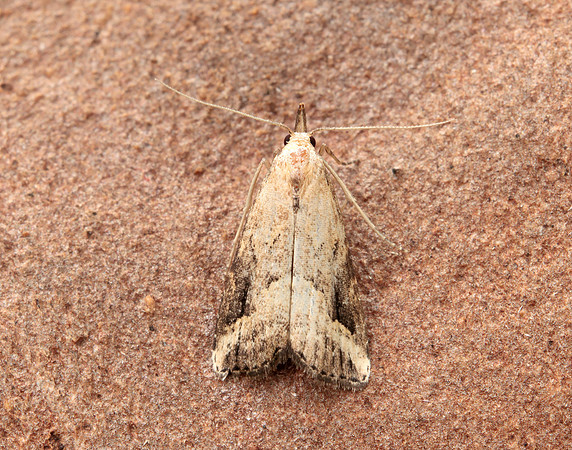 72.061 BF2484 Pinion-streaked Snout Schrankia costaestrigalis