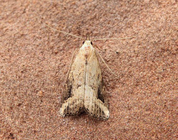 72.061 BF2484 Pinion-streaked Snout Schrankia costaestrigalis