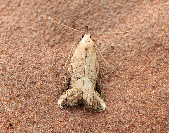 72.061 BF2484 Pinion-streaked Snout Schrankia costaestrigalis