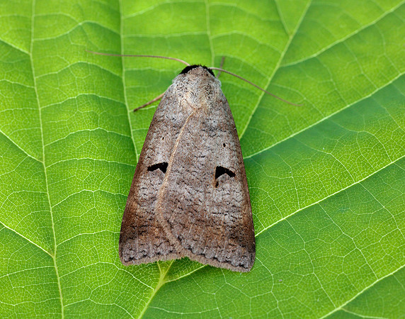 72.063 BF2466 Blackneck Lygephila pastinum