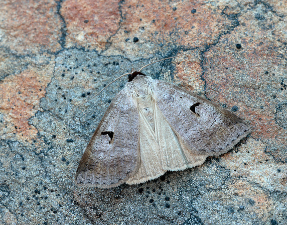 72.063 BF2466 Blackneck Lygephila pastinum