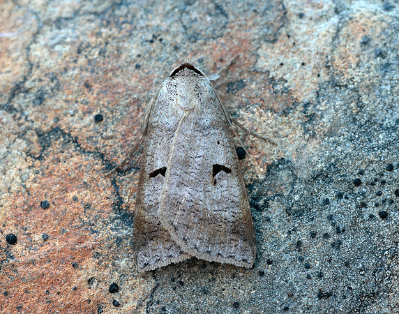 72.063 BF2466 Blackneck Lygephila pastinum