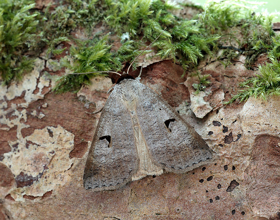 72.063 BF2466 Blackneck Lygephila pastinum