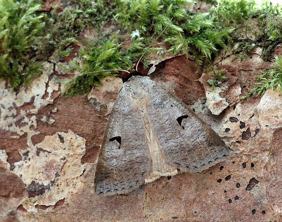 72.063 BF2466 Blackneck Lygephila pastinum