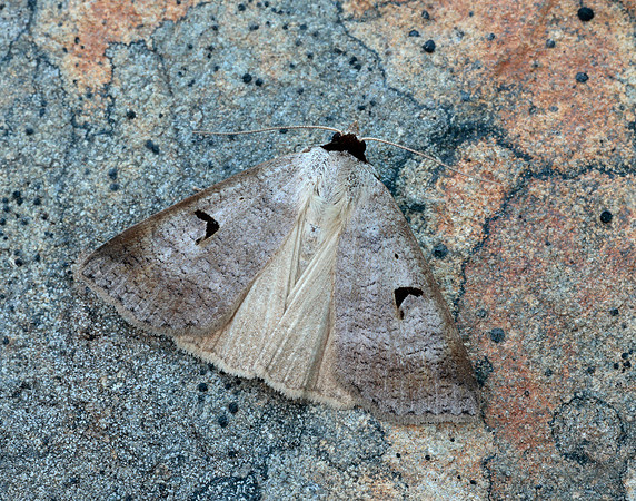 72.063 BF2466 Blackneck Lygephila pastinum