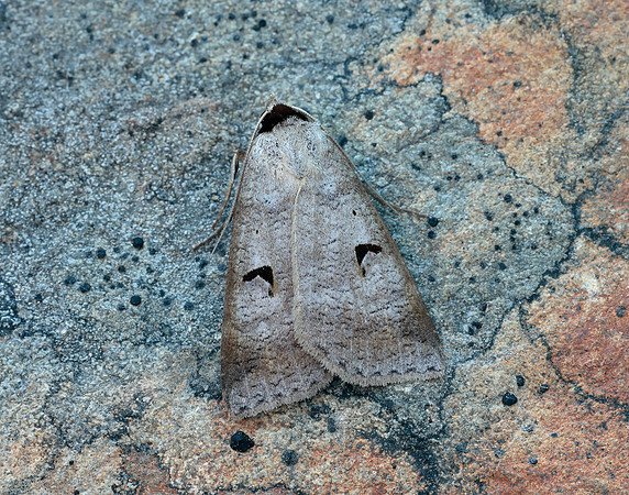 72.063 BF2466 Blackneck Lygephila pastinum