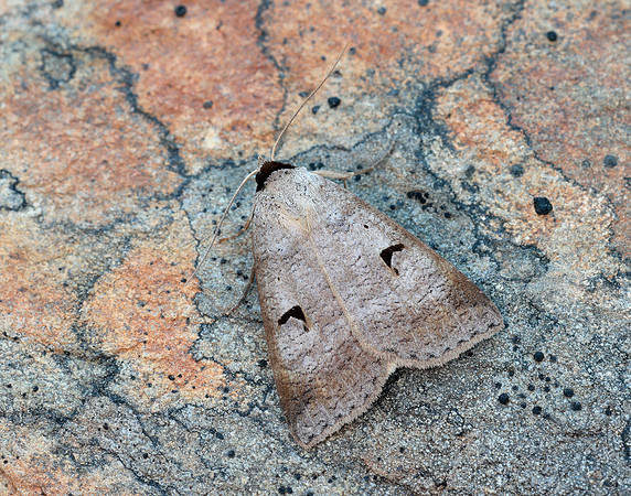 72.063 BF2466 Blackneck Lygephila pastinum