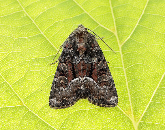 73.175 BF2338 Rufous Minor Oligia versicolor