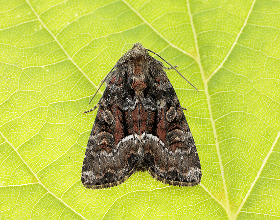 73.175 BF2338 Rufous Minor Oligia versicolor