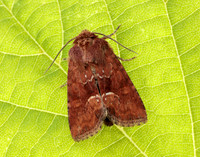 73.176 BF2340 Middle-barred Minor Oligia fasciuncula
