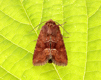 73.176 BF2340 Middle-barred Minor Oligia fasciuncula