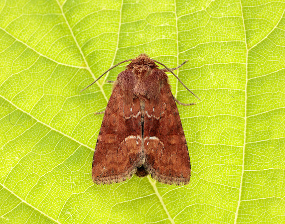 73.176 BF2340 Middle-barred Minor Oligia fasciuncula