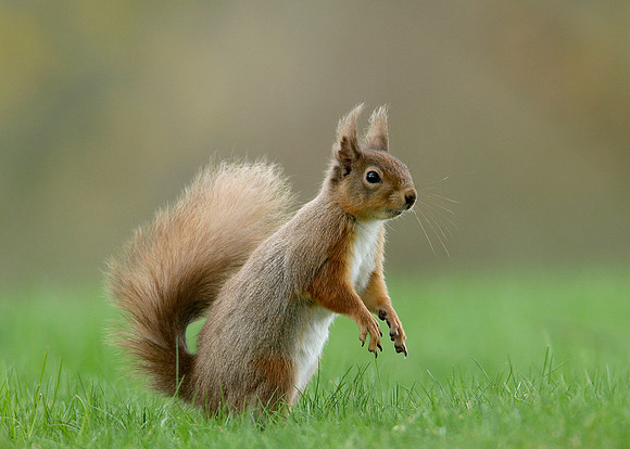 Red Squirrel Sciurus vulgaris