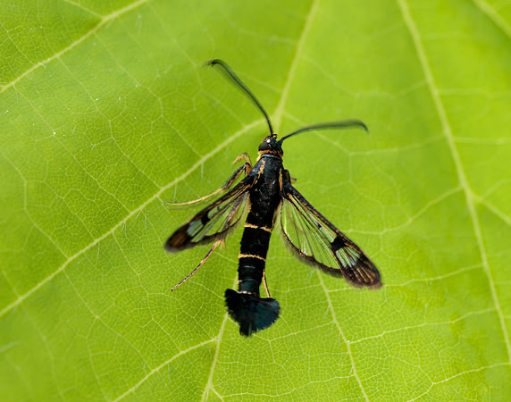 52.013 BF373 Currant Clearwing Synanthedon tipuliformis