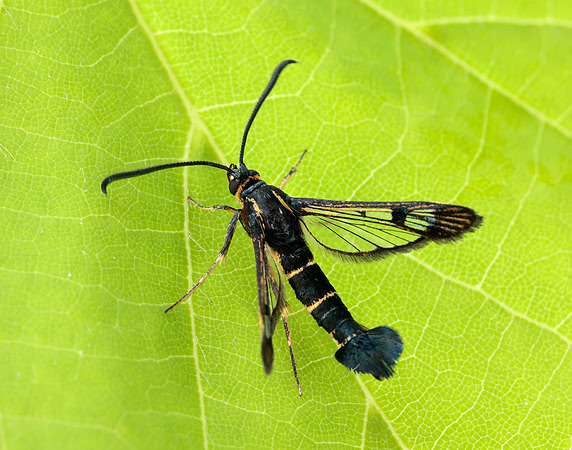 52.013 BF373 Currant Clearwing Synanthedon tipuliformis