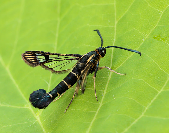 52.013 BF373 Currant Clearwing Synanthedon tipuliformis