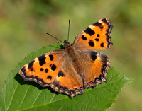 Large Tortoiseshell Nymphalis polychloros