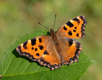 Large Tortoiseshell Nymphalis polychloros