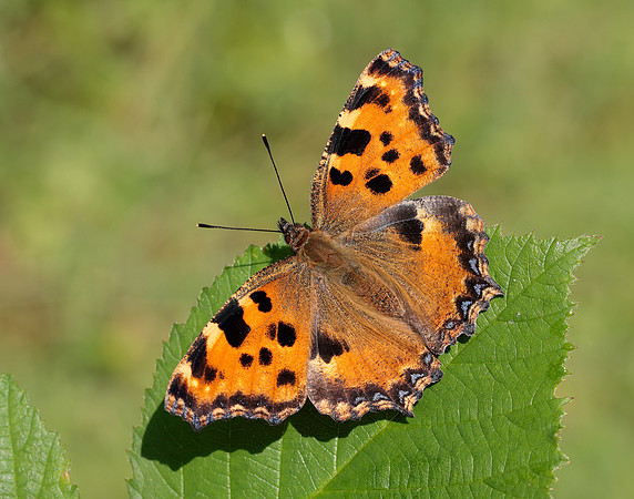 Large Tortoiseshell Nymphalis polychloros