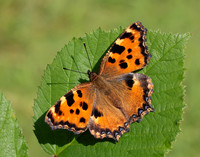 Large Tortoiseshell Nymphalis polychloros