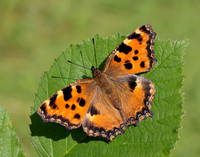 Large Tortoiseshell Nymphalis polychloros