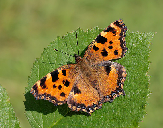 Large Tortoiseshell Nymphalis polychloros