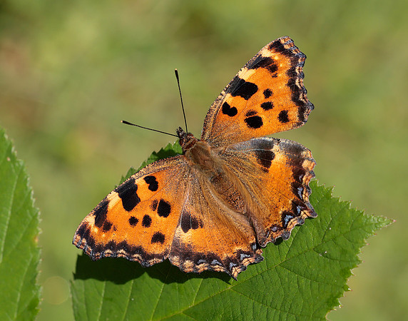 Large Tortoiseshell Nymphalis polychloros