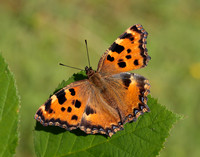 Large Tortoiseshell Nymphalis polychloros