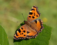 Large Tortoiseshell Nymphalis polychloros