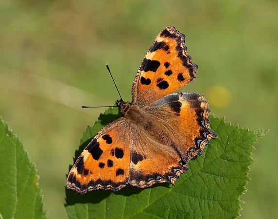 Large Tortoiseshell Nymphalis polychloros