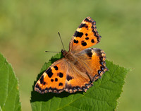 Large Tortoiseshell Nymphalis polychloros