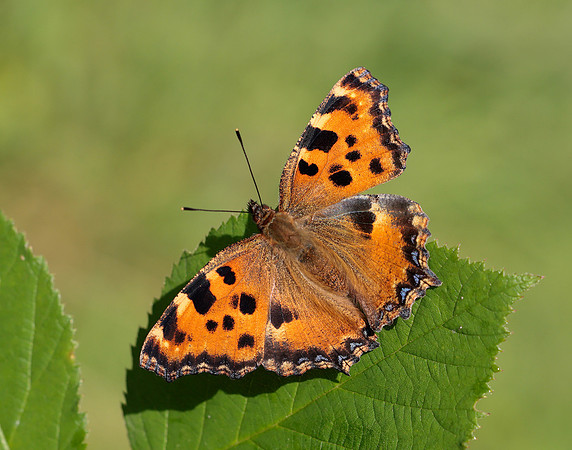 Large Tortoiseshell Nymphalis polychloros