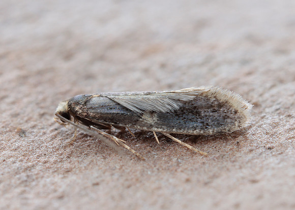 12.037 BF228 Monopis weaverella
