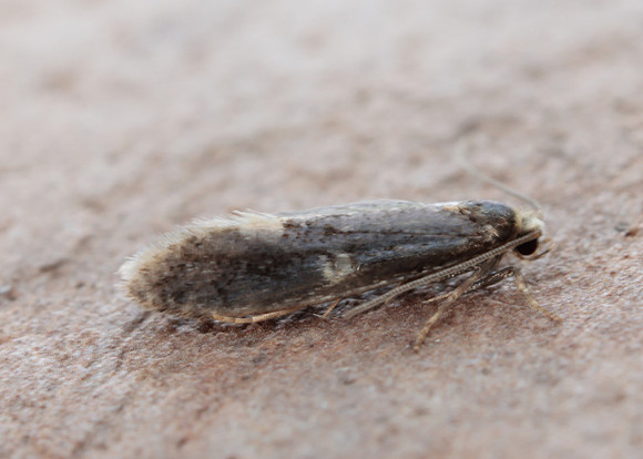 12.037 BF228 Monopis weaverella