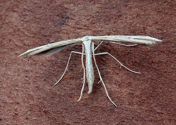 45.044 BF1524 Common Plume Emmelina monodactyla