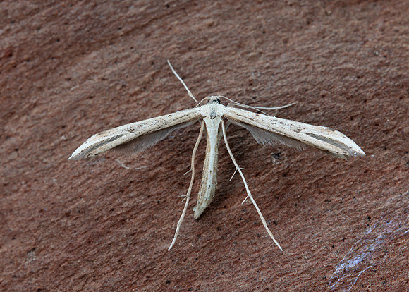 45.044 BF1524 Common Plume Emmelina monodactyla