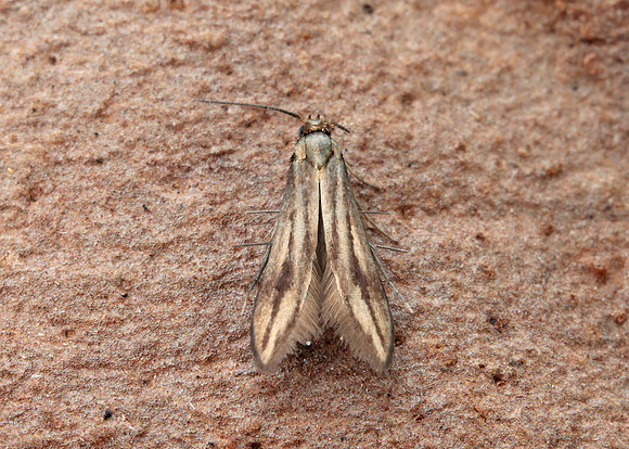 45.044 BF1524 Common Plume Emmelina monodactyla