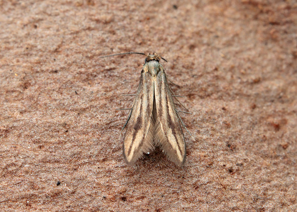 45.044 BF1524 Common Plume Emmelina monodactyla