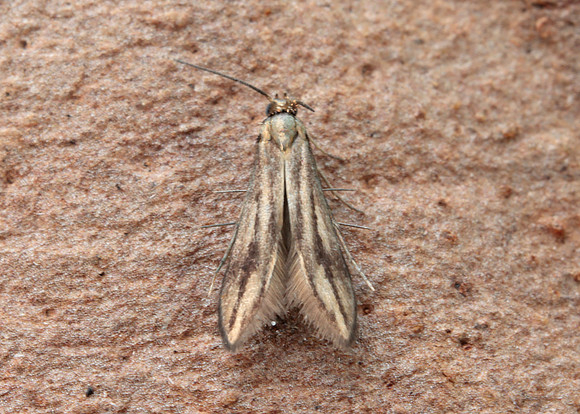 45.044 BF1524 Common Plume Emmelina monodactyla