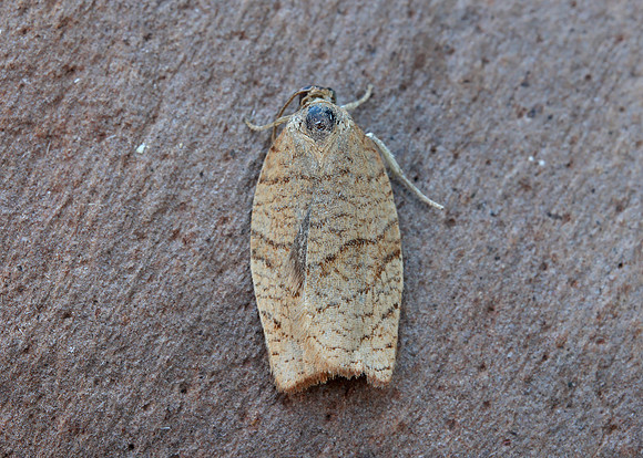49.025 BF970 Barred Fruit-tree Tortrix Pandemis cerasana