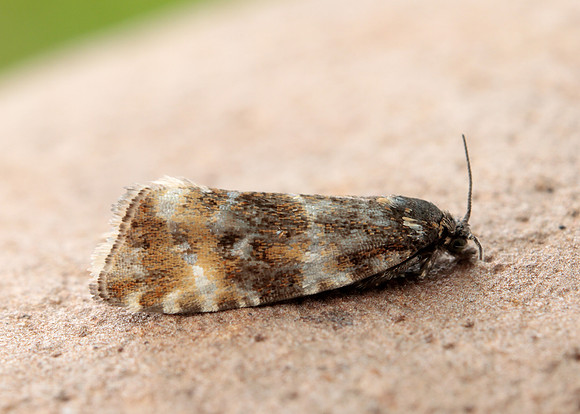 49.173 BF1075 Phiaris micana