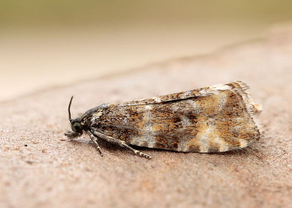 49.173 BF1075 Phiaris micana