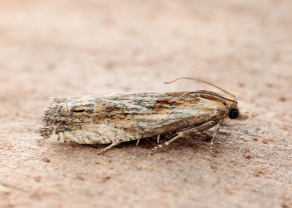 49.265 BF1201 Eucosma cana