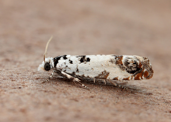 49.269 BF1197 Eucosma campoliliana